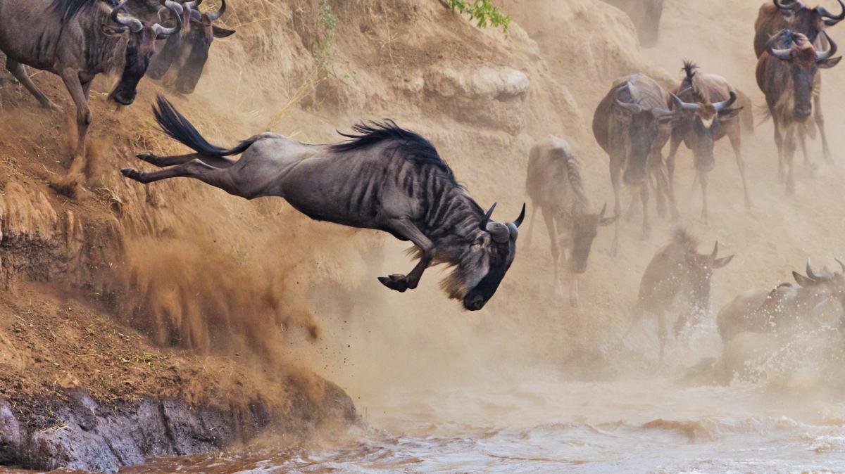 Sé testigo del Cruce del río Mara en el Serengeti - Parque Nacional del Serengeti a Arusha - Foto del día