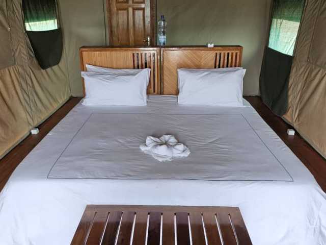 Experiência com Gorilas das Terras Baixas em África: Último Éden "GABÃO"