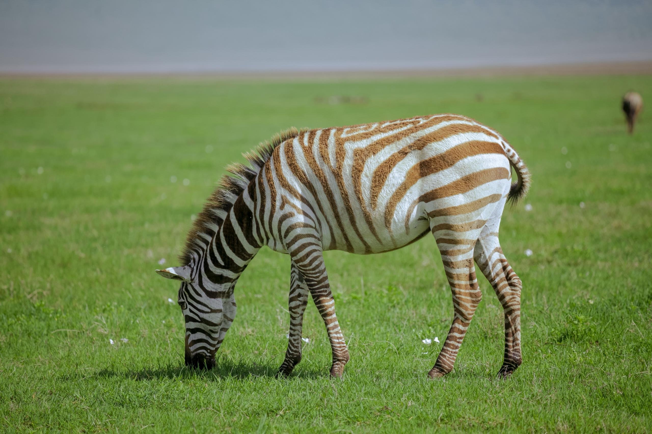 5-Day Calving Season Tanzania Safari - Morning Game Drive – Fly Ndutu to Kilimanjaro (JRO) - Photo of the day