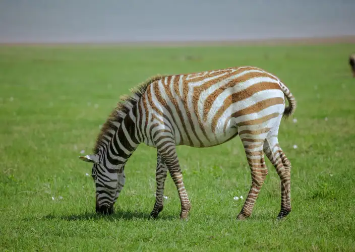 Safari de 5 días de temporada de parto en Tanzania - Safari matutino – Vuelo de Ndutu a Kilimanjaro (JRO) - Foto del día
