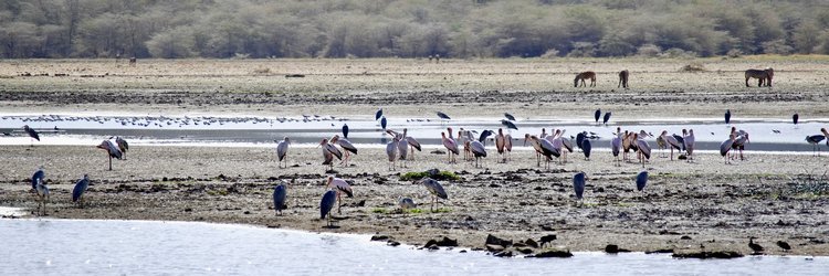 Safari des incontournables en 6 jours - LAC MANYARA À ARUSHA - LAC MANYARA À ARUSHA