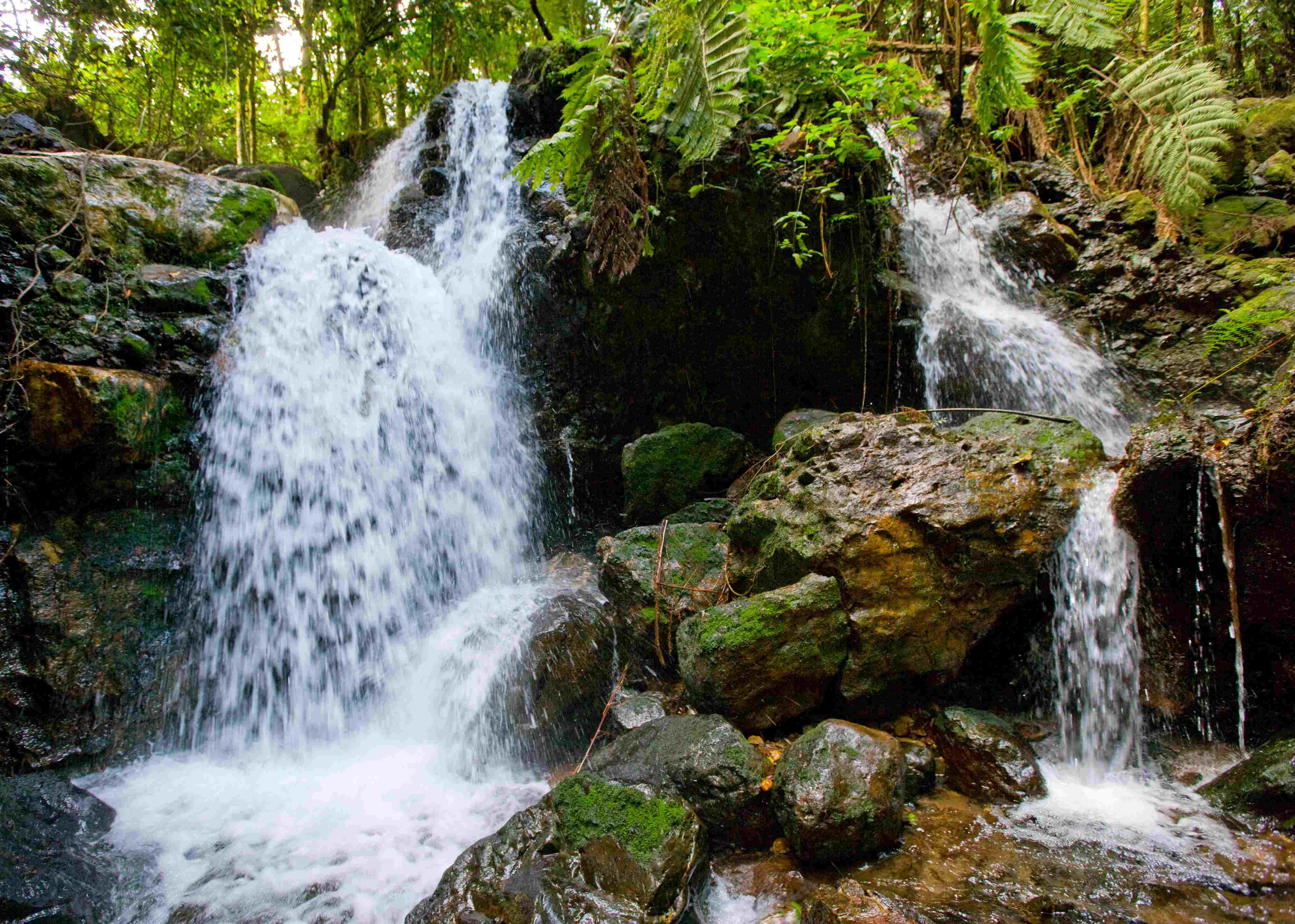 10 dagen Oegandese safari voor wilde dieren en gorilla&#39;s. - Verzending naar het gorillahuis - Bwindi - Expédition à la maison des Gorilles - Bwindi