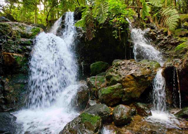 10 days of Ugandan safari for wildlife and gorillas.