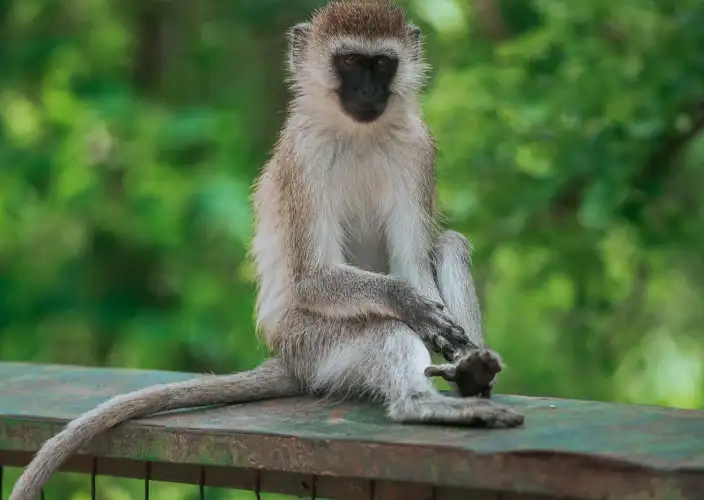 Safari de migration de 5 jours à Ngorongoro et Serengeti - Serengeti Central – Nord Serengeti (Kogatende) - Foto del día