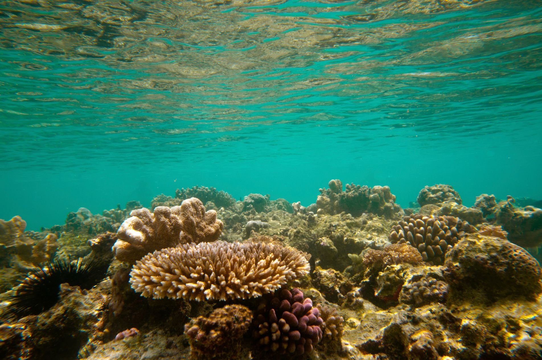 Middensegment safari van 12 dagen in het noorden van Tanzania en op het eiland Zanzibar. - Het eiland Zanzibar - L'Île de Zanzibar