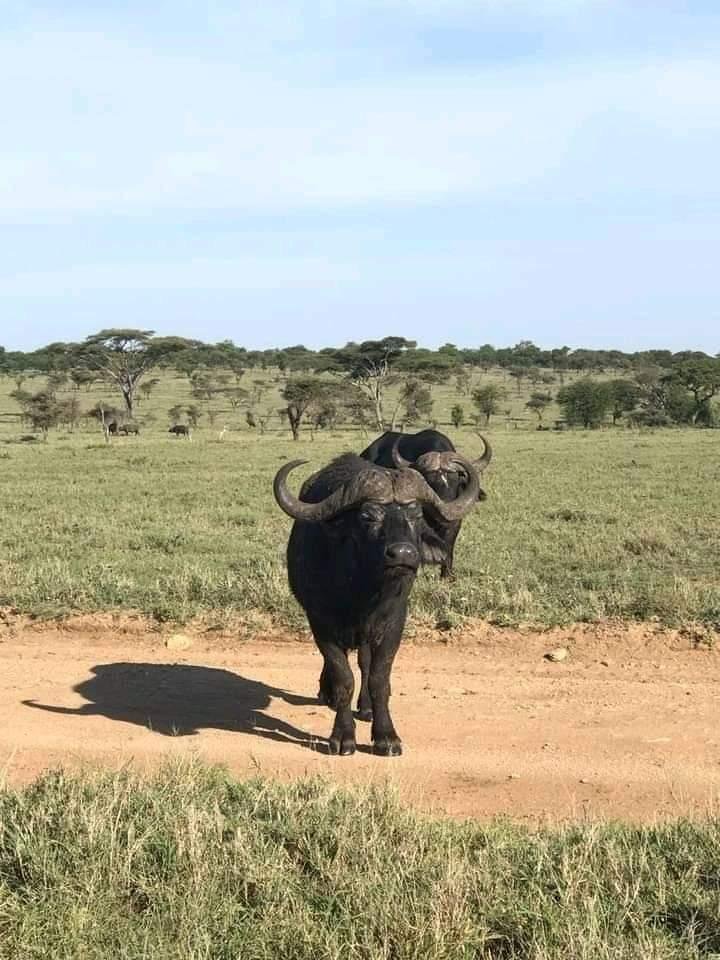 Safari de 4 jours à la réserve de Selous - Selous Game Reserve - Selous Game Reserve