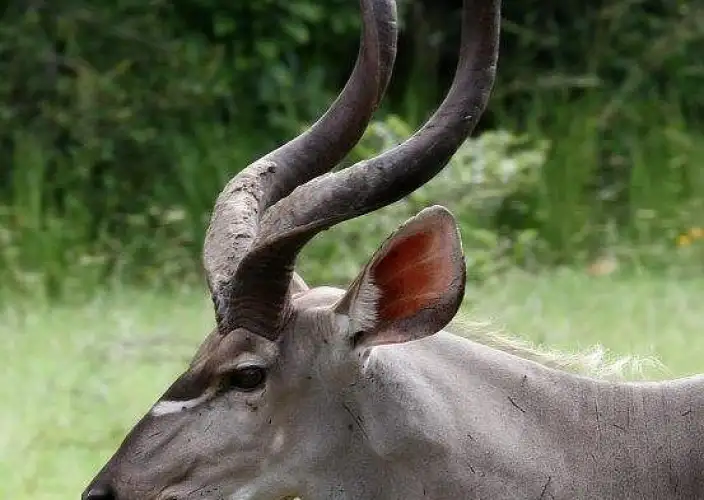 10-Day Private Tanzania Lodge Safari for Two - Tarangire - Full Day - Foto del giorno