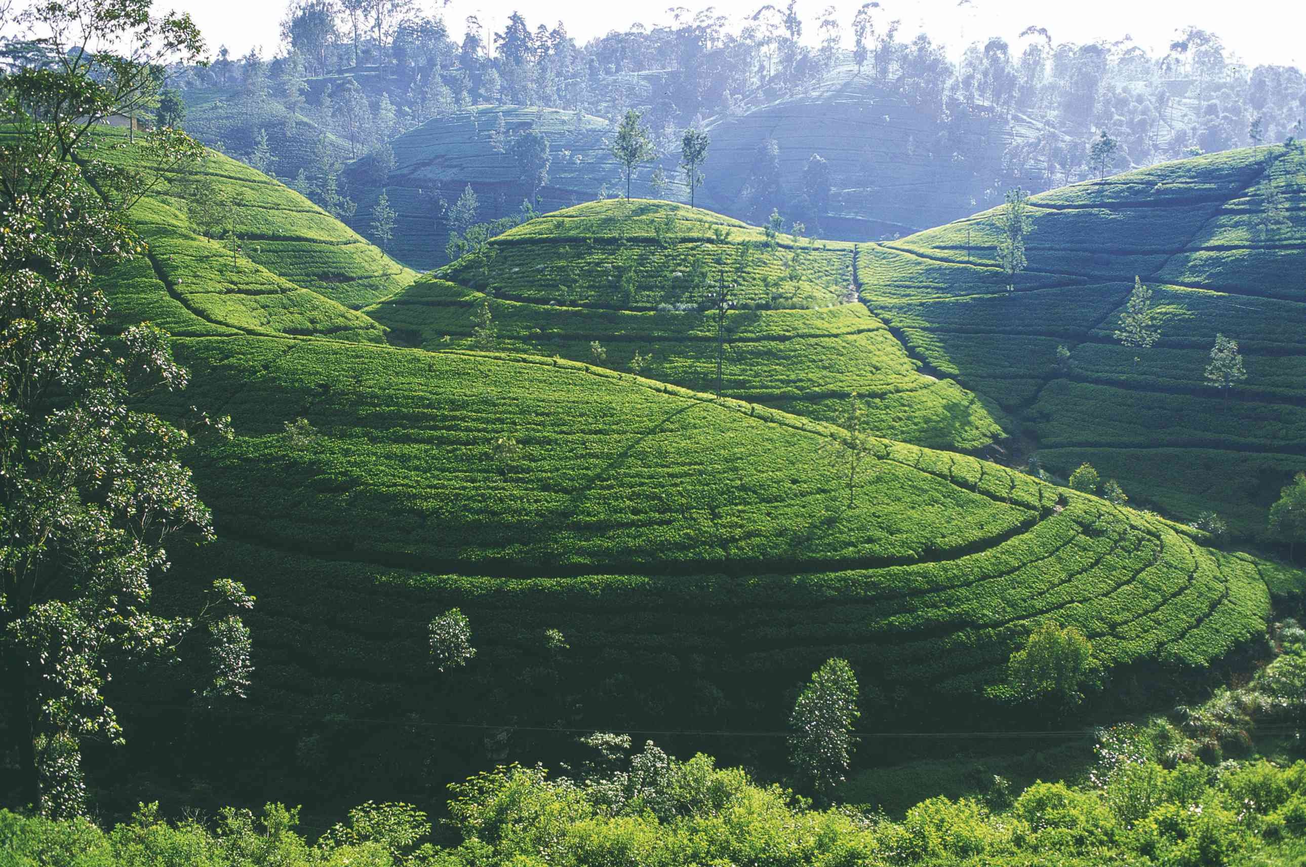 17 días descubriendo el auténtico Sri Lanka - Medipokuna Bandarawella - Medipokuna Bandarawella