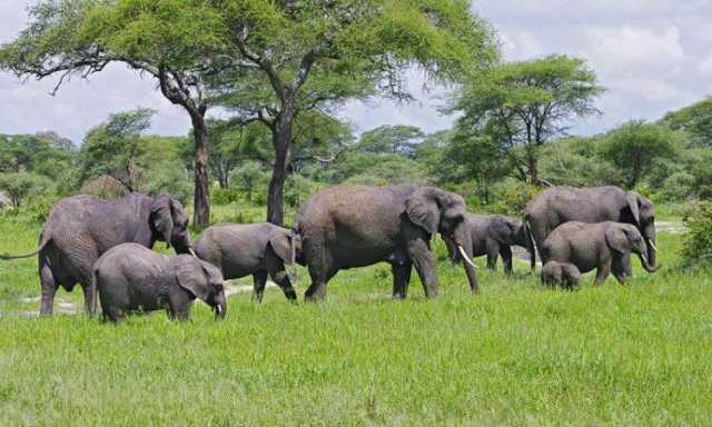 12-Day Combined Tour: Kilimanjaro Trek & Serengeti Park
