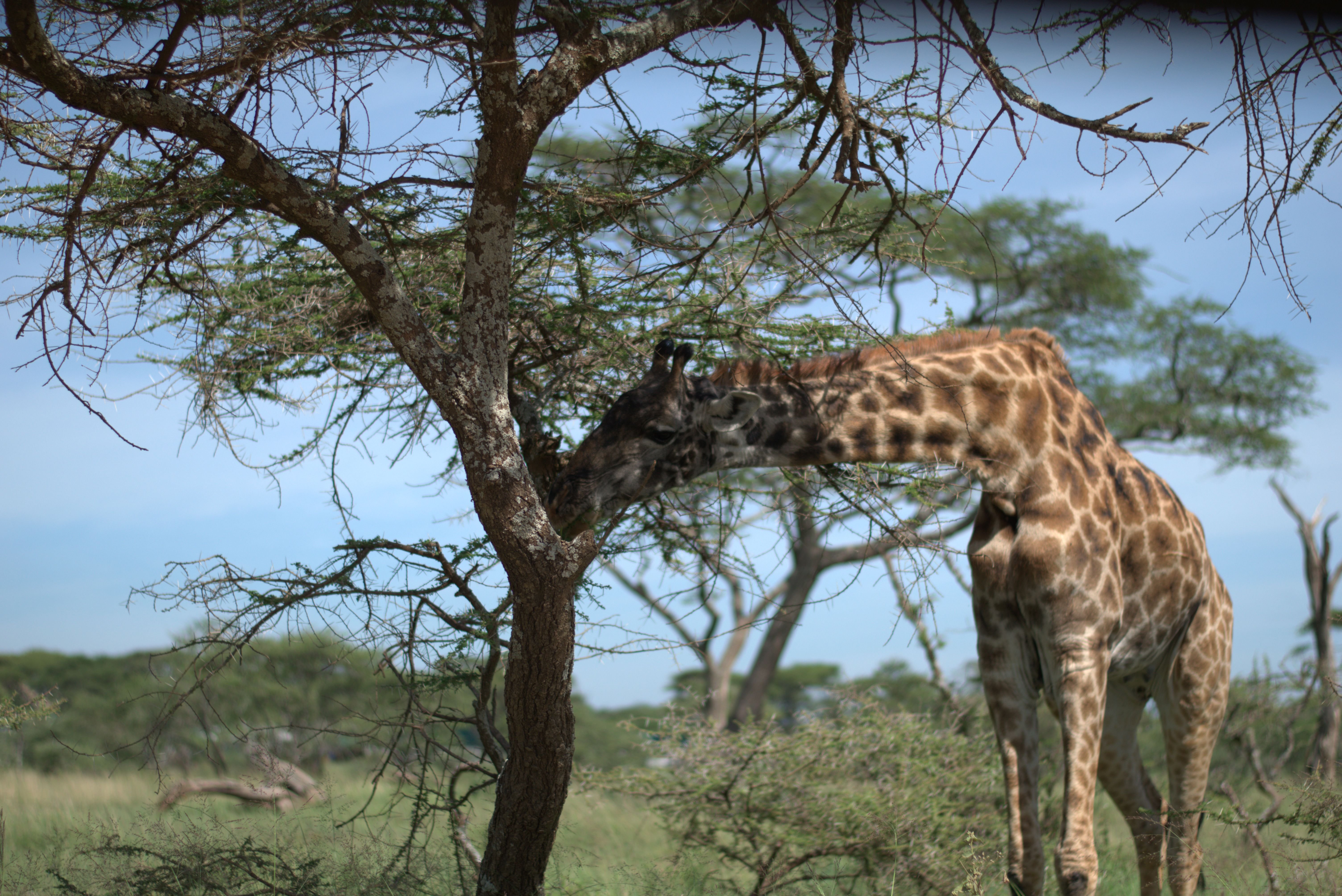Aventura clásica de safari en Tanzania de 7 días - Tarangire – Aeropuerto Internacional del Kilimanjaro (JRO) - Foto van de dag