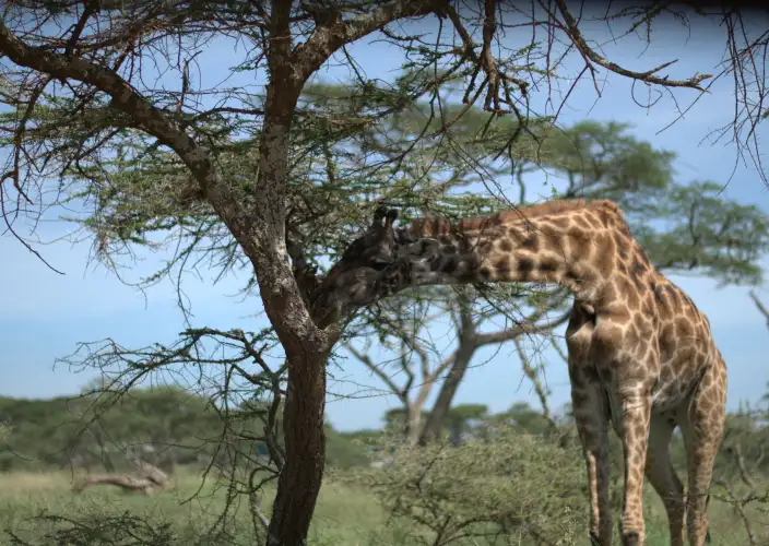 Aventure classique de safari de 7 jours en Tanzanie - Tarangire – Aéroport International du Kilimandjaro (JRO) - Photo du jour