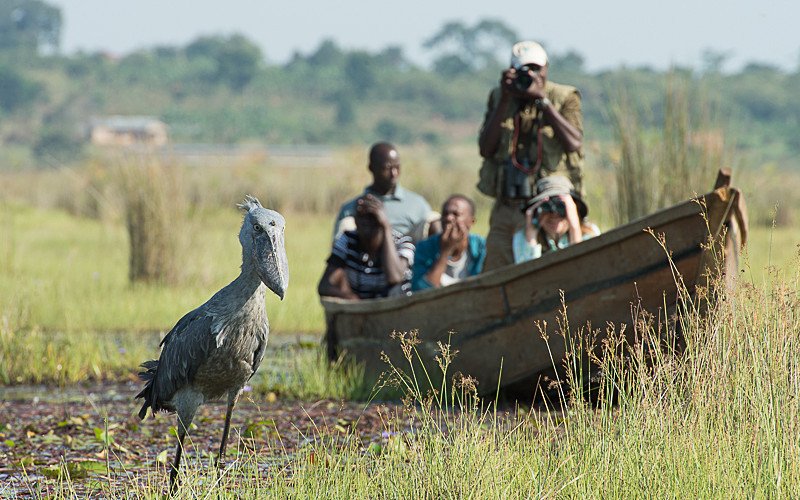 Safari de avistamiento de aves de 1 día: Pantano de papiro de Mabamba y cigüeña picozapato - Un día de avistamiento de picozapato en el pantano de Mabamba - Foto del día
