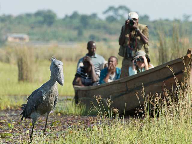 Safari d'observation des oiseaux d'1 jour : Marais de papyrus de Mabamba & Bec-en-sabot du Nil