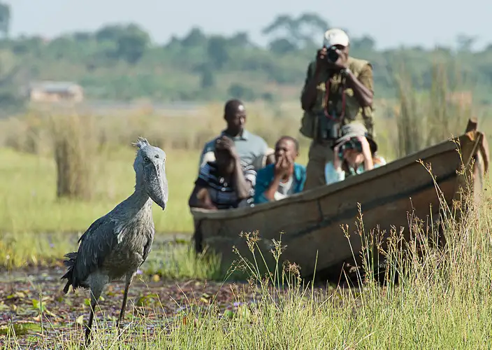 1-Day Birding Safari: Mabamba Papyrus Swamp & Shoebill Stork - A 1-Day Mabamba Swamp Shoebill Spot - Photo of the day