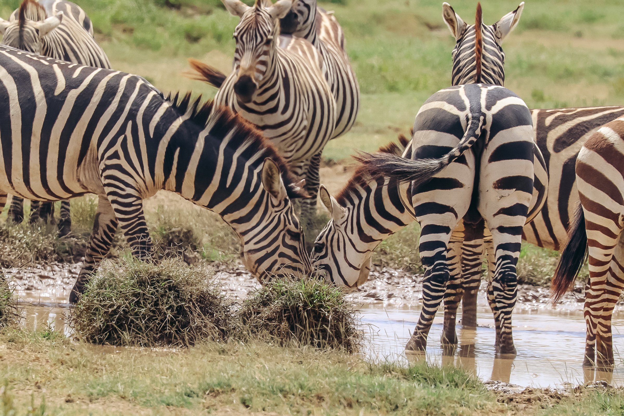 Avventura nella boscaglia e relax a Zanzibar - Lago Manyara: un paradiso selvaggio nel cuore della natura - Foto del giorno