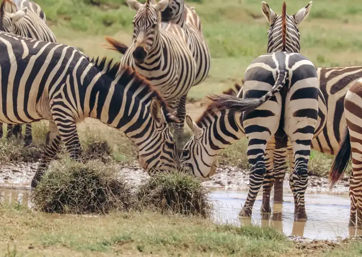Avventura nella boscaglia e relax a Zanzibar - Lago Manyara: un paradiso selvaggio nel cuore della natura - Foto del giorno