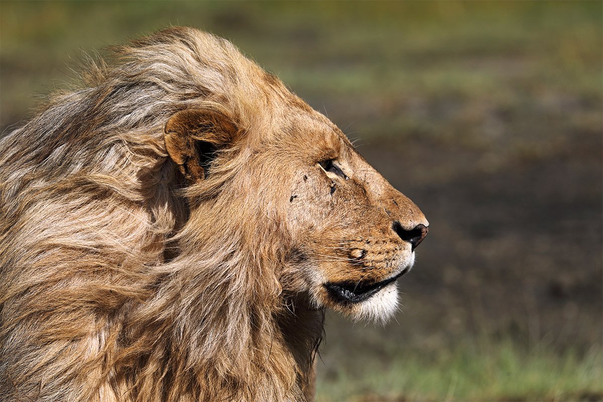 Safari Serengeti-Ndutu Migration - Ndutu - Lion de Ndutu