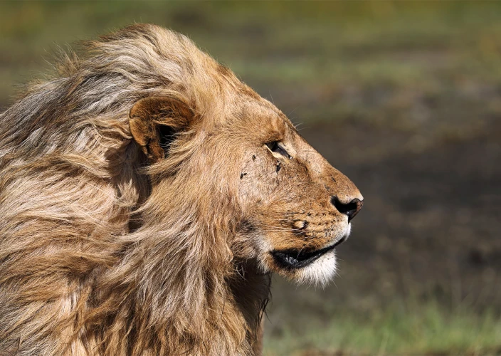 Safari Serengeti-Ndutu Migration - Ndutu - Lion de Ndutu