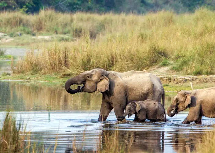 Best of Nepal and Bhutan Tour - Full-Day Jungle Activities in Chitwan - Photo of the day