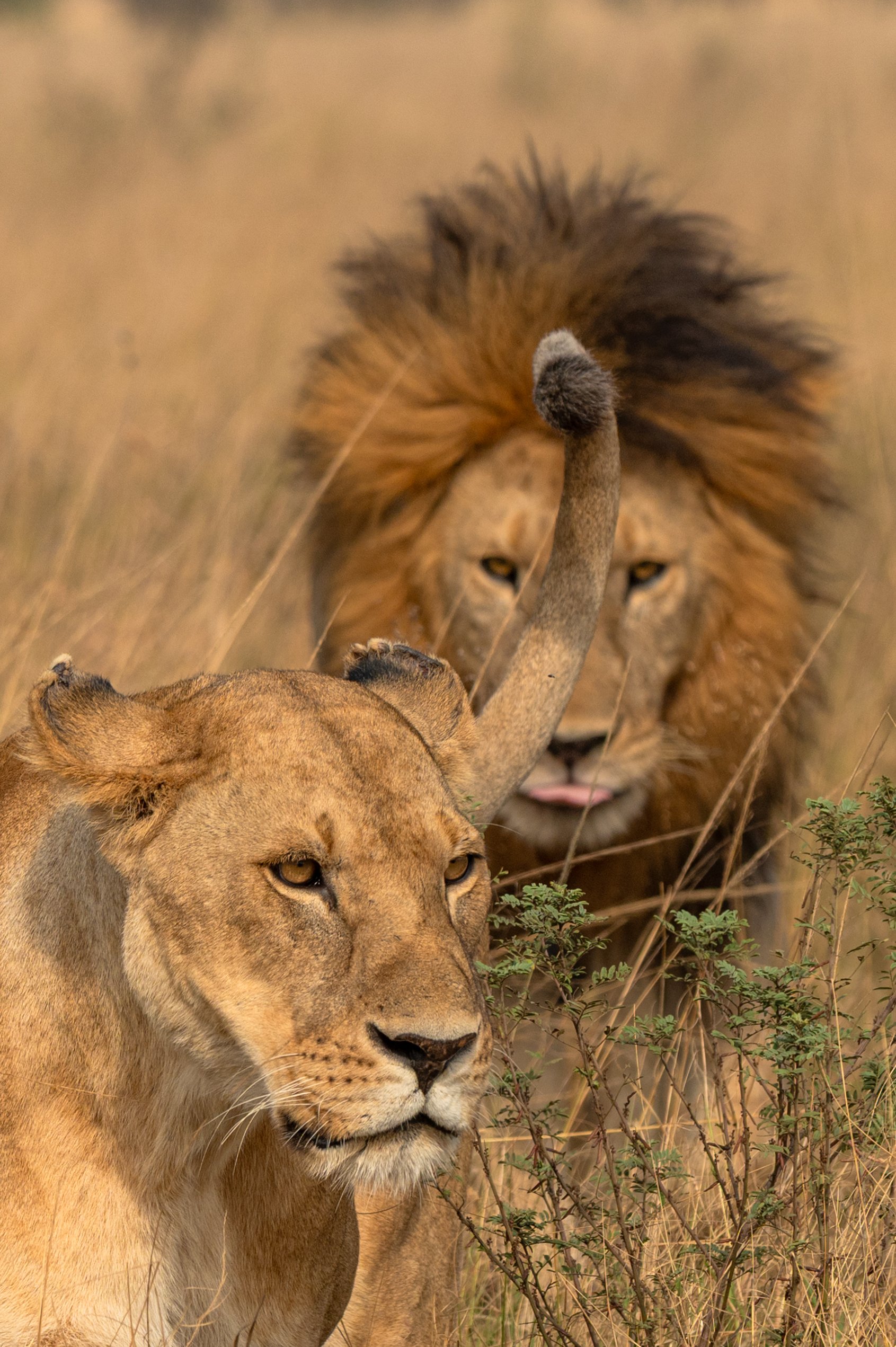 Esperienza Safari della Grande Migrazione di 7 Giorni - Safari in auto nel Parco Nazionale del Tarangire, Aeroporto del Kilimanjaro - Foto del giorno