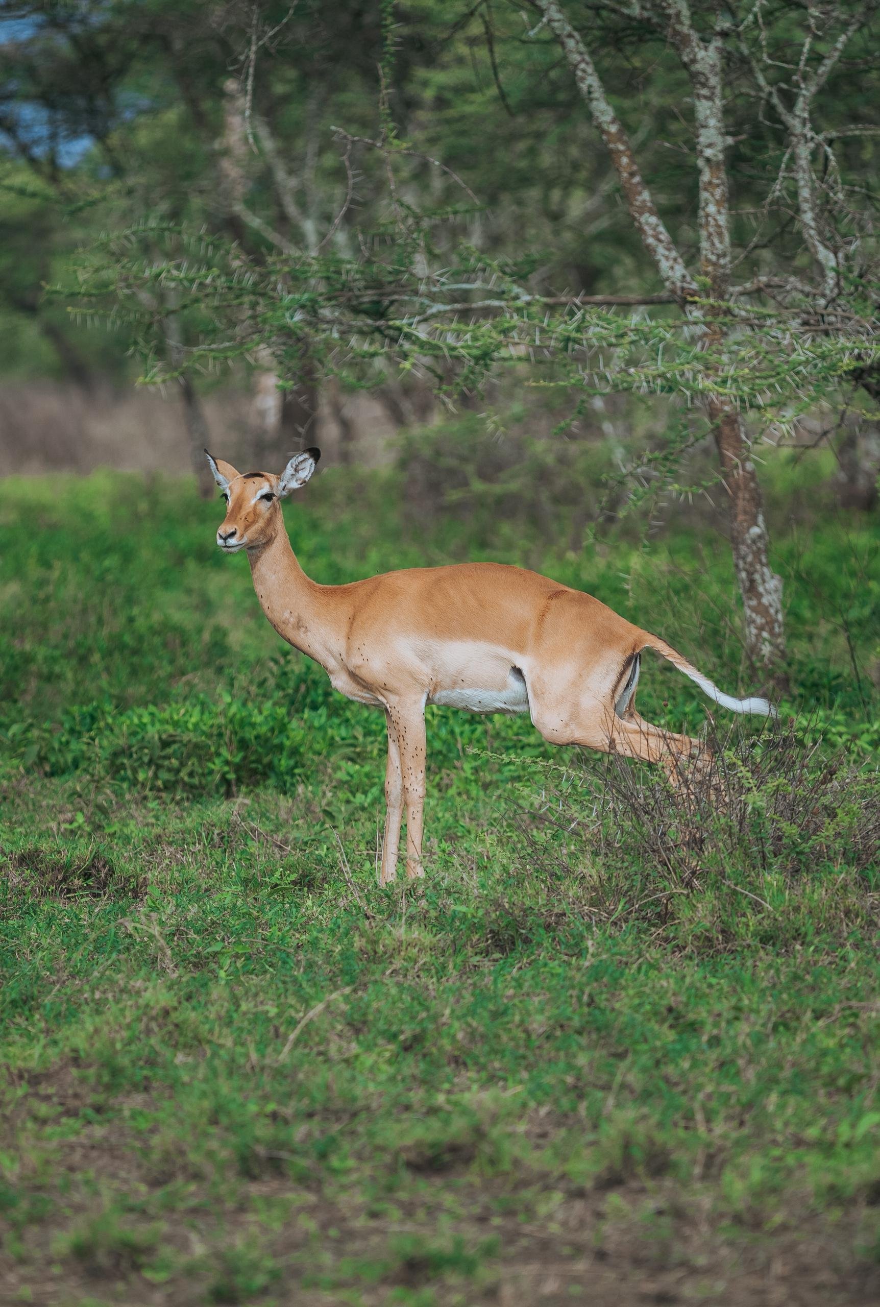 5-Day Calving Season Tanzania Safari - Ngorongoro – Drive to Ndutu Plains - Photo of the day