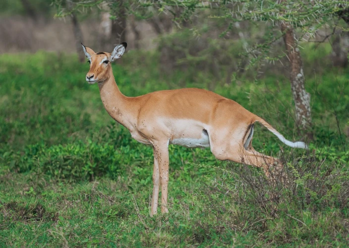 Safari de 5 días de temporada de parto en Tanzania - Ngorongoro – Conducción a las llanuras de Ndutu - Foto del día