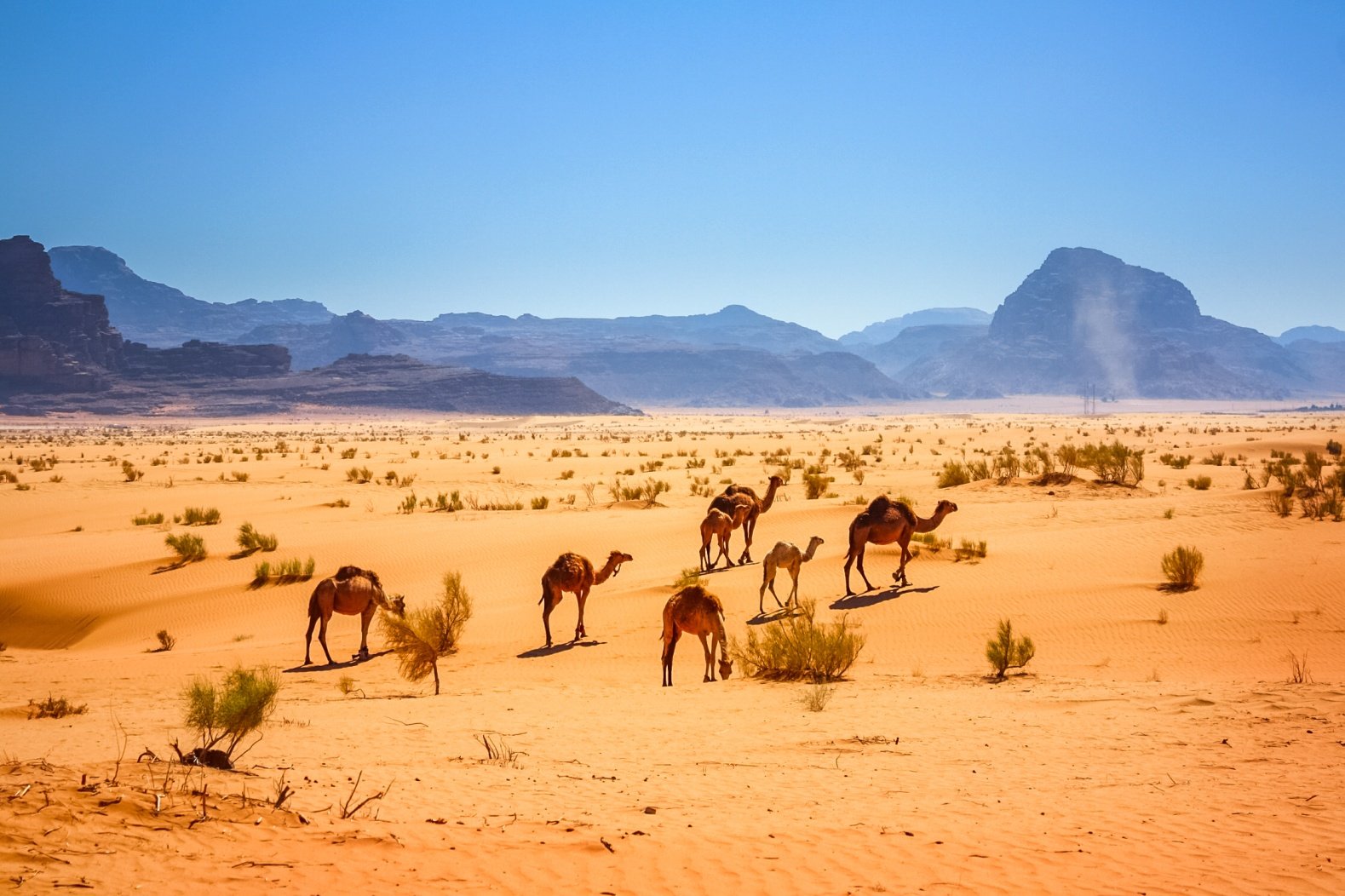 Exploración en Jordania - El desierto de Wadi Rum - Le désert du Wadi Rum