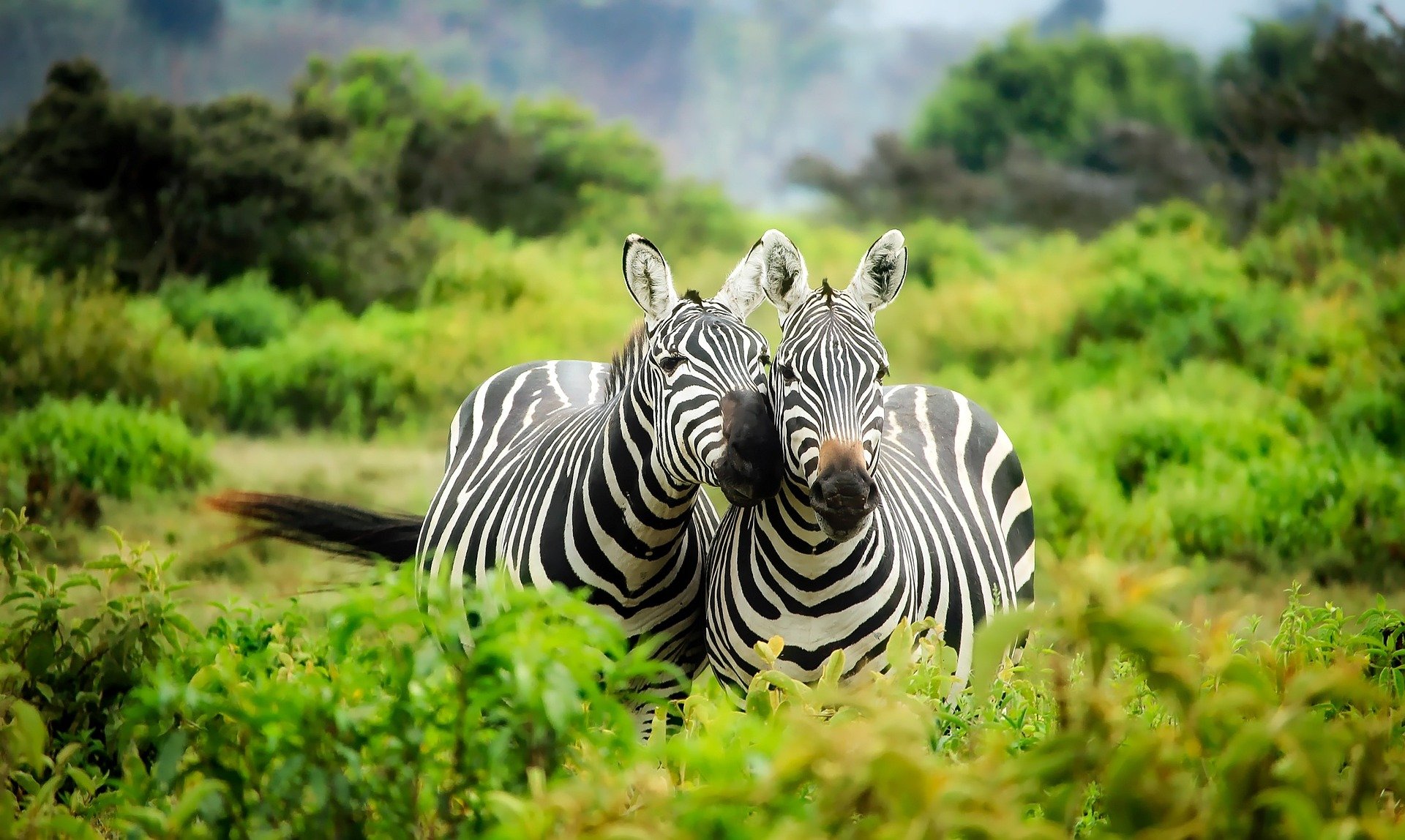 Safari to discover the Big Five - 5 days - Day 7: airport transfer - Jour 7 : transfert aéroport