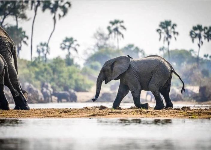 La puerta mágica al sur de Tanzania - Safari - Foto del día