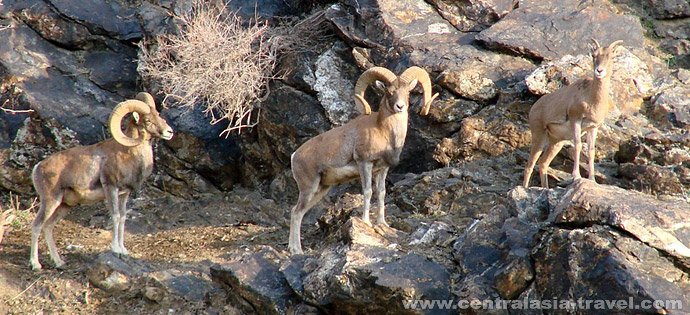 Autentico Uzbekistan - Hayat Village – Bukhara via strada, 300 km - Foto del giorno