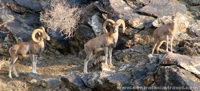 Auténtico Uzbekistán