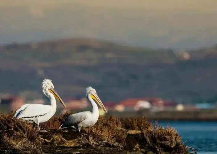 Through the Balkans: Canyons, Kingdoms, and Coasts - Lagoons, Wildlife, and Berat - Photo of the day