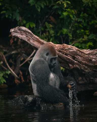Experiência com Gorilas das Terras Baixas em África: Último Éden "GABÃO"
