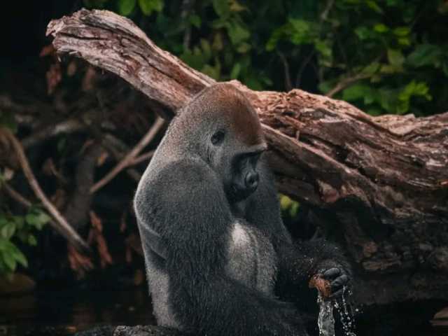 Experiência com Gorilas das Terras Baixas em África: Último Éden "GABÃO"