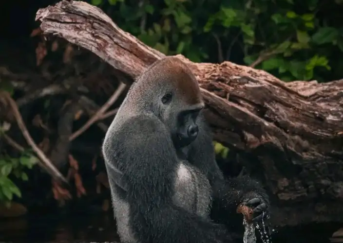 Experiência com Gorilas das Terras Baixas em África: Último Éden "GABÃO" - Iniciativa de habituação dos gorilas - Foto do dia