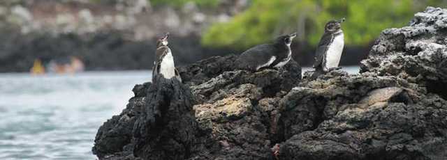In the footsteps of Charles Darwin in the Galápagos