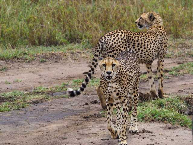 10-Day Private Tanzania Lodge Safari for Two