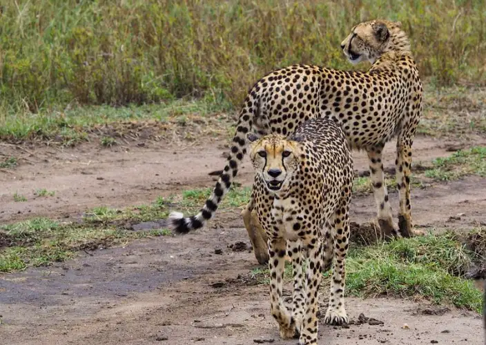 10-Day Private Tanzania Lodge Safari for Two - Tarangire - Serengeti - Foto del giorno