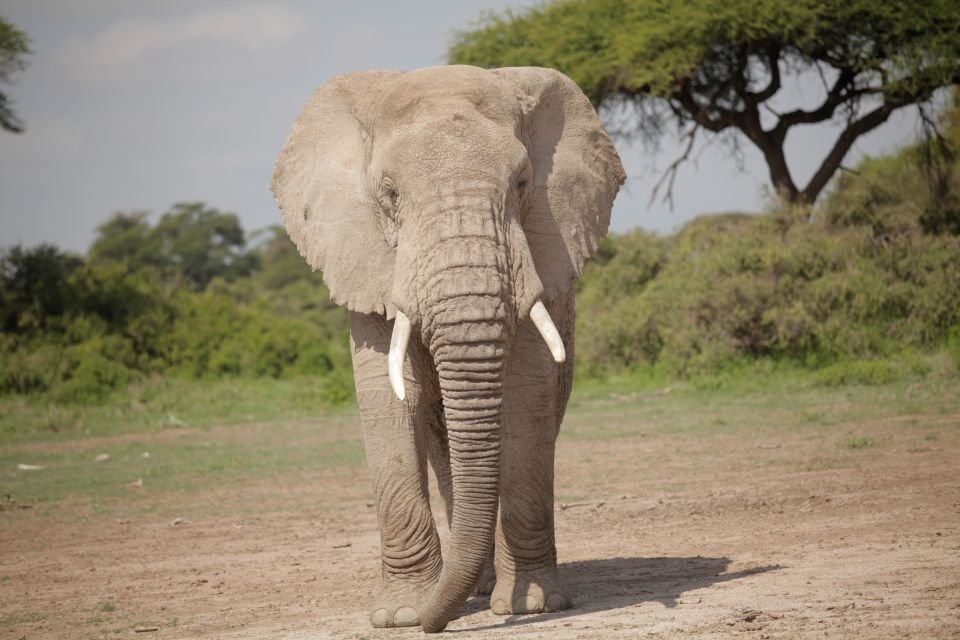 Aventura clásica de safari en Tanzania de 7 días - Lago Eyasi – Parque Nacional Tarangire - Foto van de dag