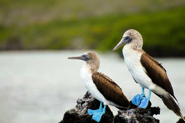Galápagos von Insel zu Insel