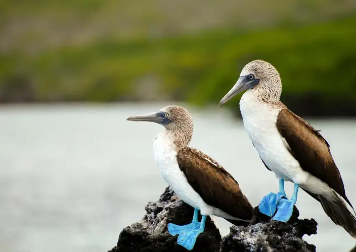 Galápagos von Insel zu Insel - Insel Santa Cruz - Reservat Cerro Mesa und Strand von Garrapateros - Tagesfoto