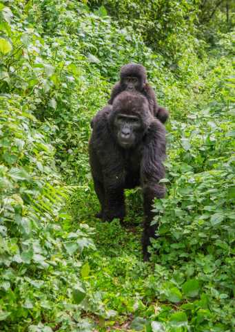 Gorilla trekking experience