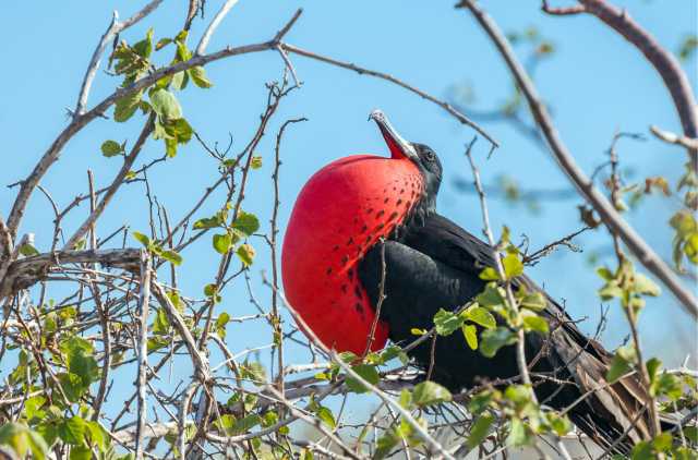 Galápagos von Insel zu Insel