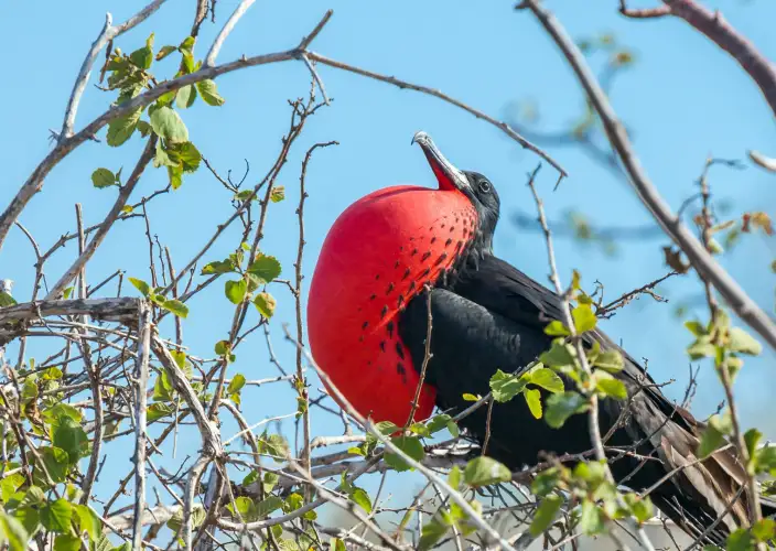 Galápagos von Insel zu Insel - Insel San Cristóbal - Wanderung zur playa Baquerizo - Tagesfoto