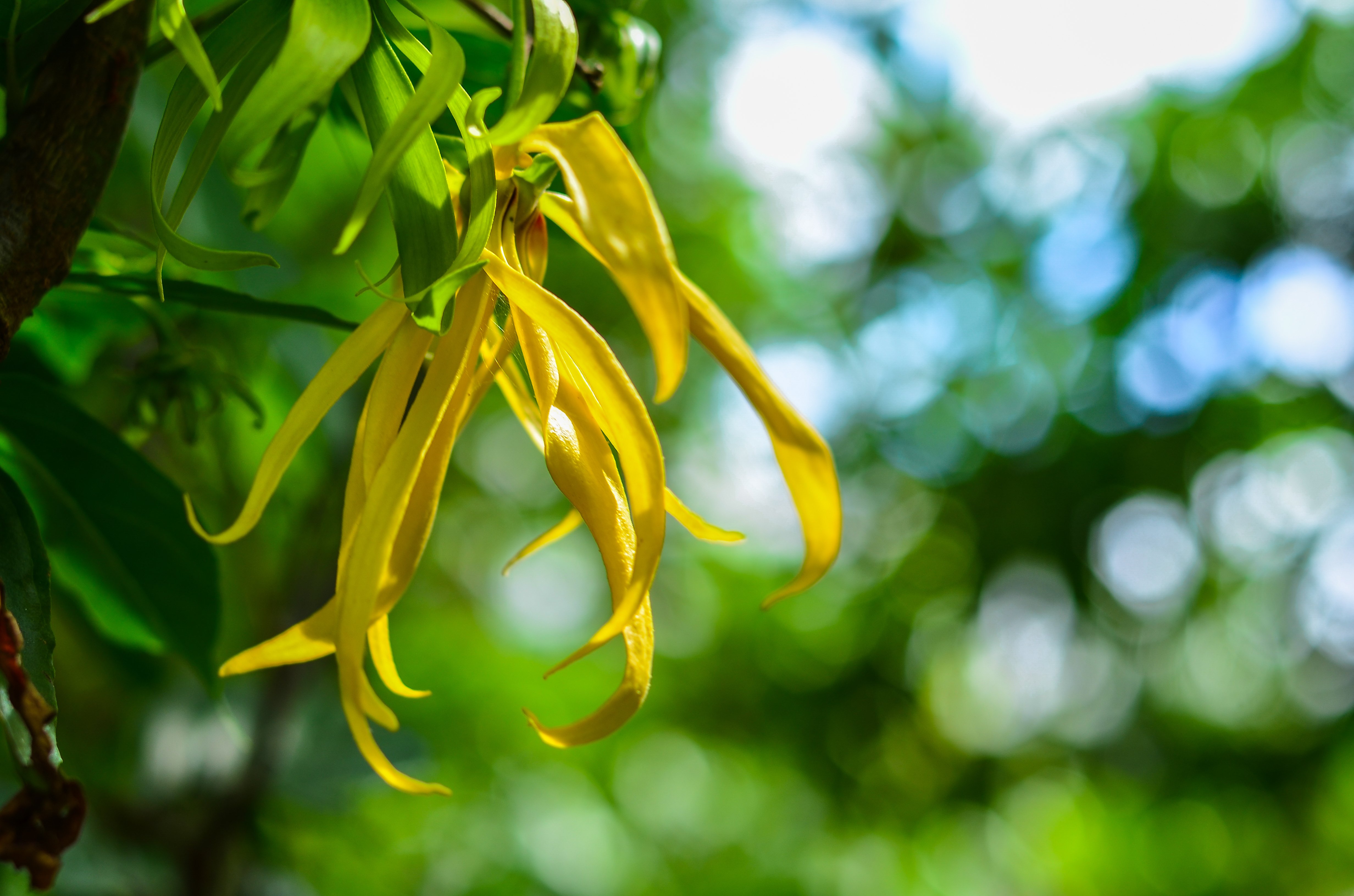 🌴 7-day getaway to Nosy Be - Tour of the island from east to west (land excursion) - Photo of the day