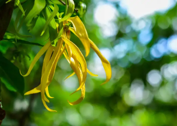 🌴 7-day getaway to Nosy Be - Tour of the island from east to west (land excursion) - Photo of the day