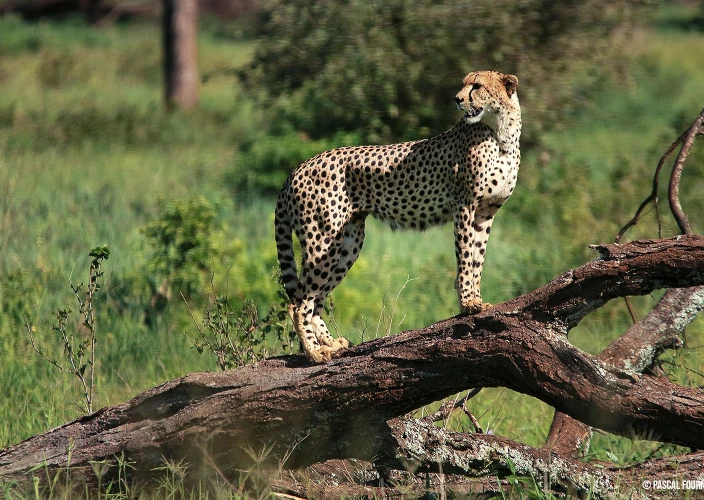 Safari Serengeti-Ndutu Migration - Parc national de Tarangire - Guépard Tarangire Tanzanie