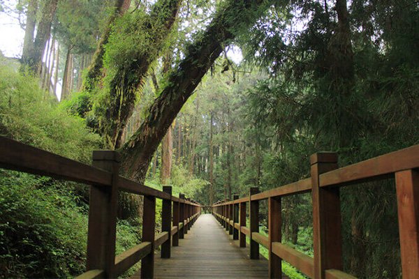 Ontdek de wonderen van Taiwan: schilderachtige landschappen en culturele pareltjes - Alishan: Heilige Bossen & Schilderachtige Spoorwegen - Foto van de dag