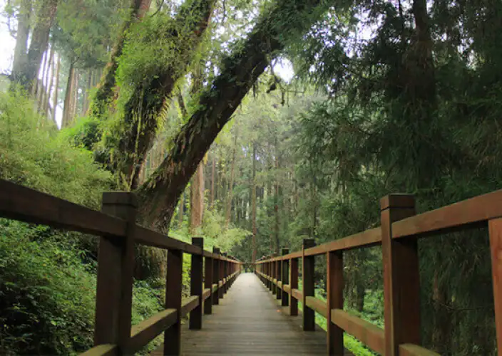 Ontdek de wonderen van Taiwan: schilderachtige landschappen en culturele pareltjes - Alishan: Heilige Bossen & Schilderachtige Spoorwegen - Foto van de dag