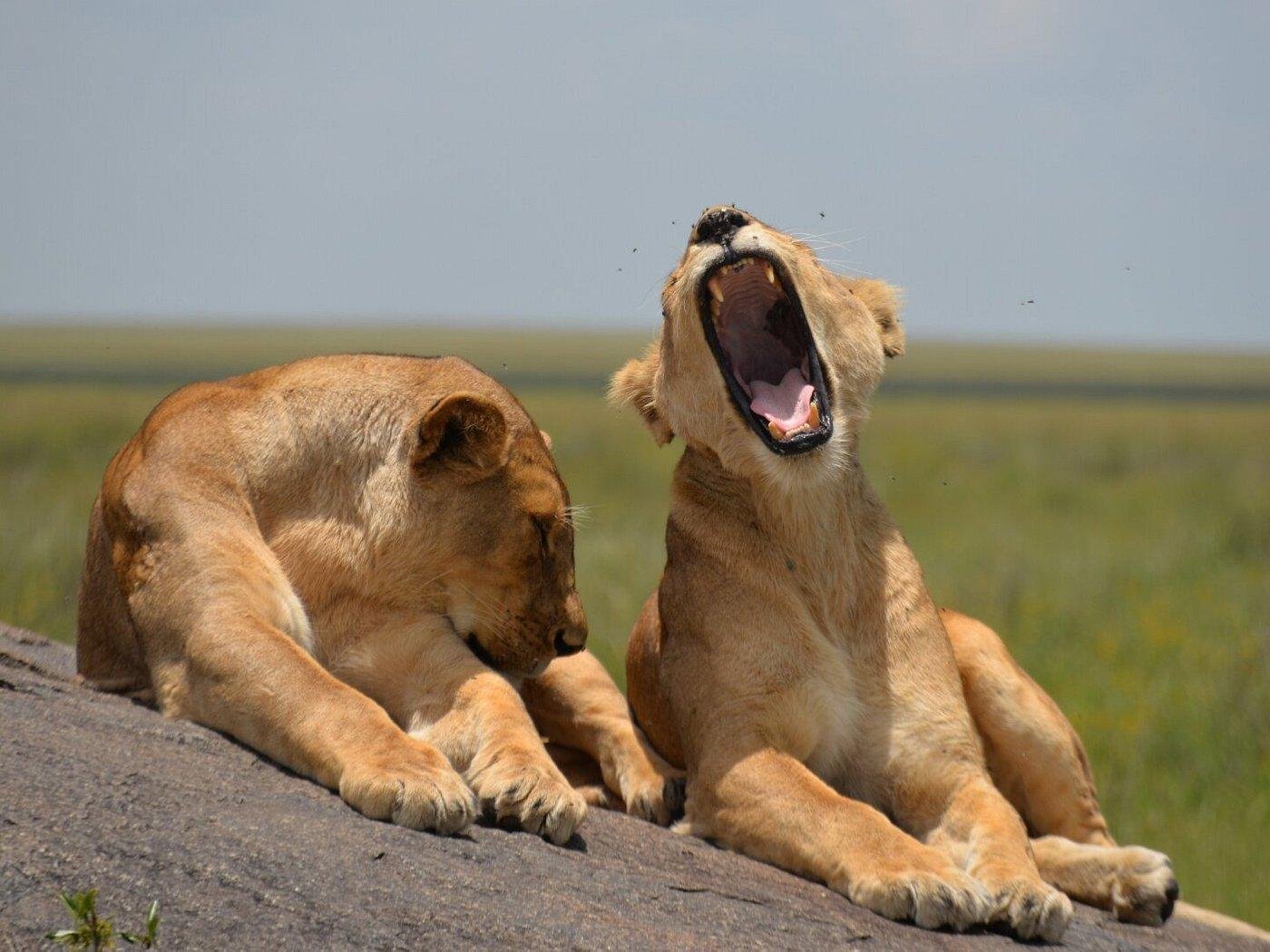 Esperienza di 5 giorni in Tanzania: Serengeti, Tarangire, Ngorongoro e Lago Manyara - Da Lake Manyara al Parco Nazionale del Serengeti - e1dc0fe8a2f53d64bab378dde775df97